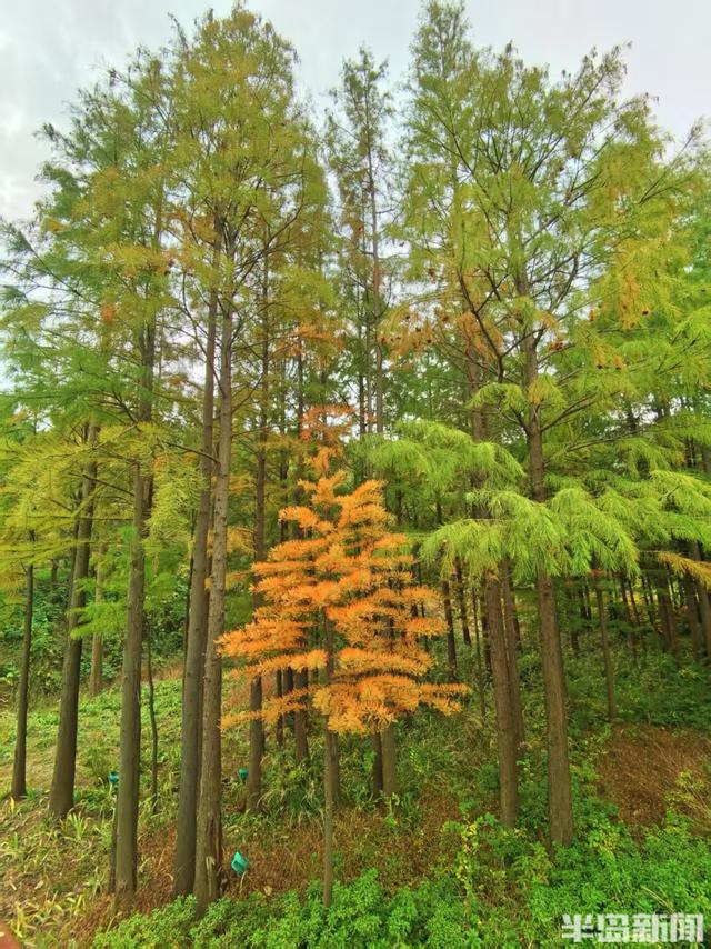 赏叶、看水、听鸟鸣……来青岛浮山森林公园，满足所有对秋天的想象