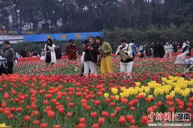 2025年湖南生态旅游季暨省植物园第二十一届樱花节启幕图片