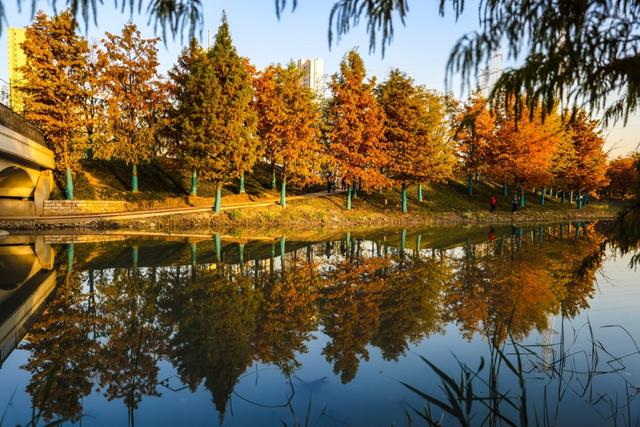 新晋秋日“顶流”美图来袭！魔都阿勒泰未开先火，落羽杉迎来最绚烂时刻