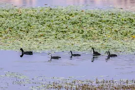 白骨顶鸡一家子图片