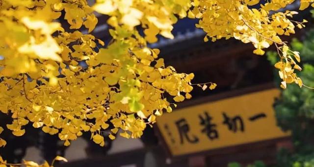 金灿灿的浓度到顶格！浙两天就是最佳观赏期