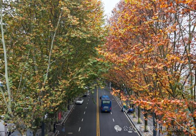 在白云！这个初冬阳光温暖，满是金黄！