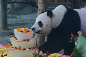 大熊猫武林今天6岁了，来武汉动物园陪它过个花香四溢的生日吧图片