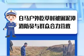 白马变“灰”马！马儿吃草深陷泥潭，消防员与群众合力营救图片