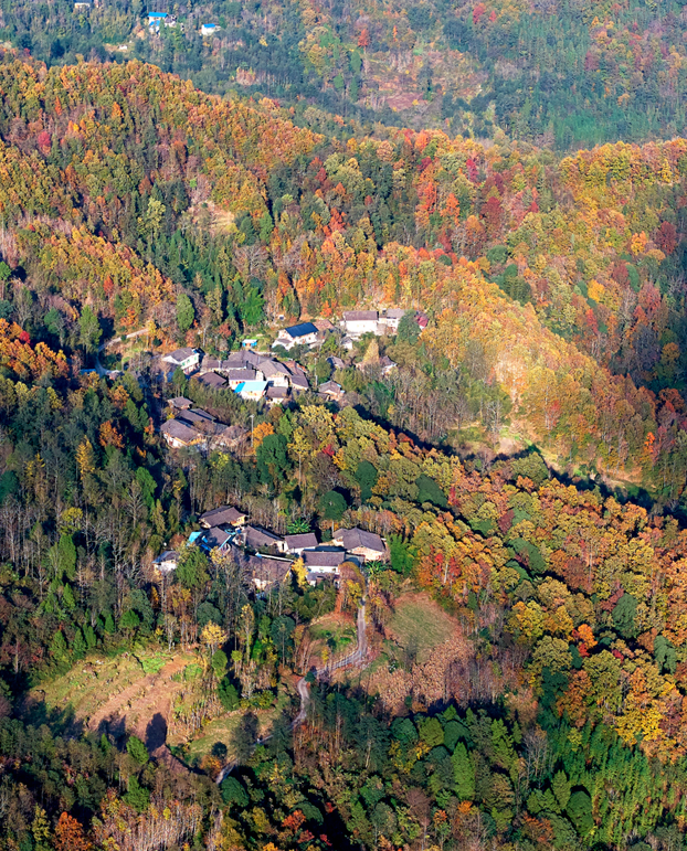 青睐绵阳 ‖ 云端公路 层林尽染！初冬驾游平武药丛山，限定版的视觉盛宴~