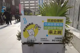 上海多地兴起带宠物上班，打工人为“毛同事”吵翻了！你愿意和宠物一起上班吗？图片