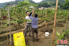 奋战“新战场” 广西退役军人当好“领头雁”“贴心人”图片