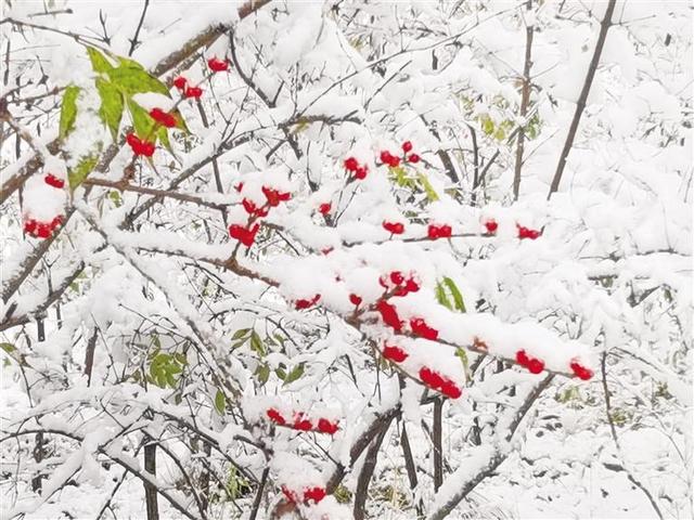 雪临塞上