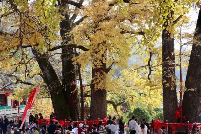 鲁山千年银杏“披金甲” 金秋盛景引客来