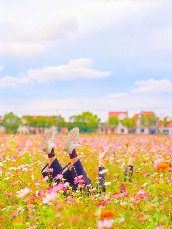 上海秋日浪漫天花板！这些花海美到让人心醉