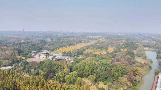 错过等一年！扬州这些银杏观赏点位已进入最佳观赏期→