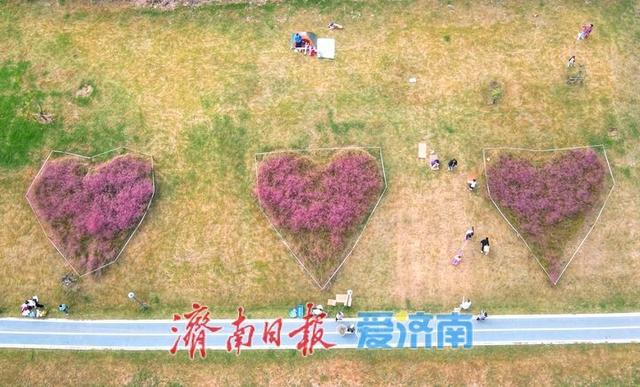 一年四季 泉在济南丨浪漫画卷秋色无边，龙鼎河“粉黛花海”引人入胜