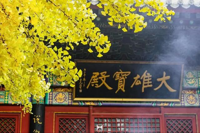 金色瀑布！北京这些千年古银杏正在最佳观赏期！