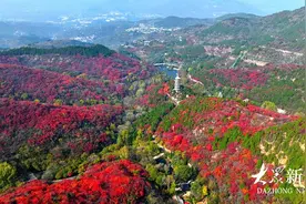漫山红叶醉金秋，在红叶谷感受秋天的五彩斑斓!图片