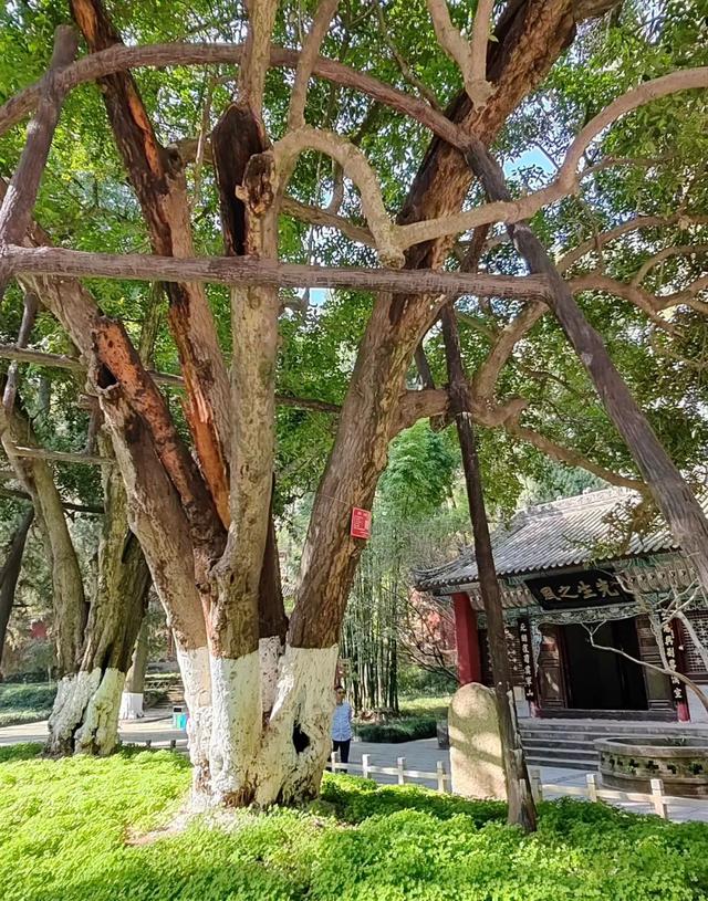 国庆川陕丨独家宝藏线路升级归来！在川陕古道间用7天重读2000年中国！（10/1-7）