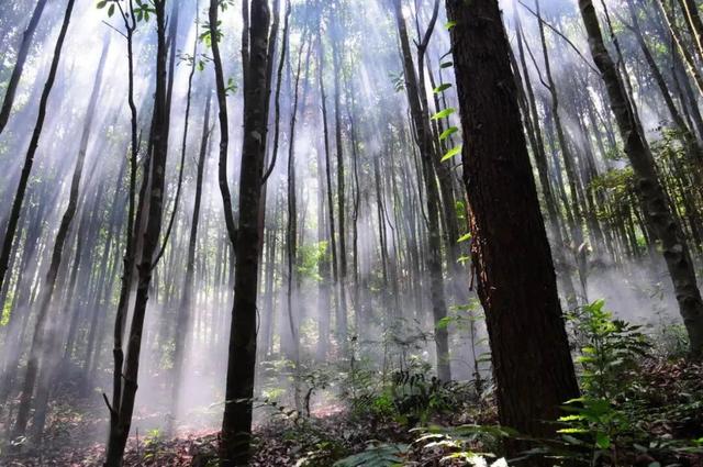 收藏了！看龙岩武平这些“绿野仙山”