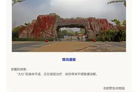 合肥野生动物园：网红黑帽悬猴“大壮”身体不适接受治疗图片