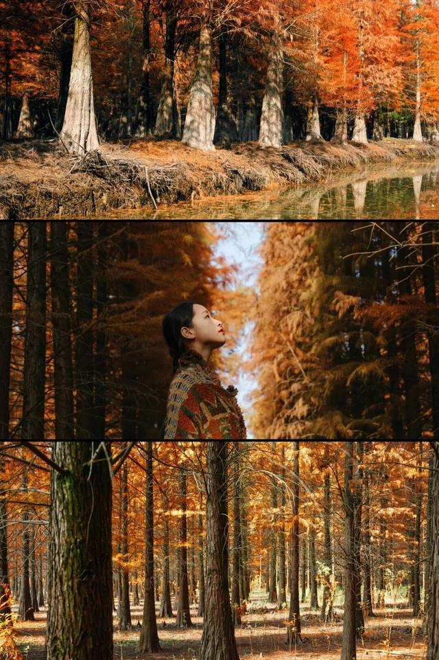 杉树红了！江西这些地方拍“红杉”大片超赞