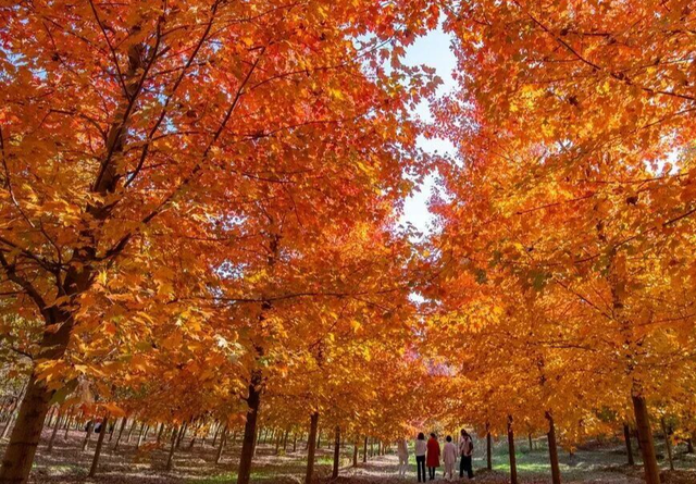 这是今晚的高淳水慢城！