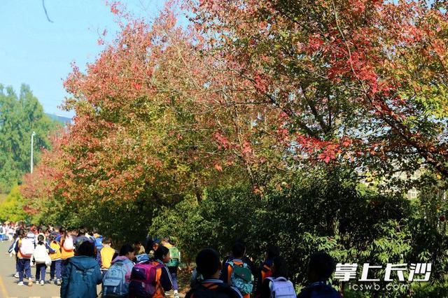 组图｜“小雪”来了，枫叶红了