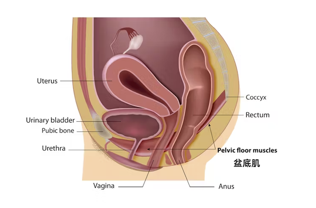 为什么建议女生尿尿别用力？