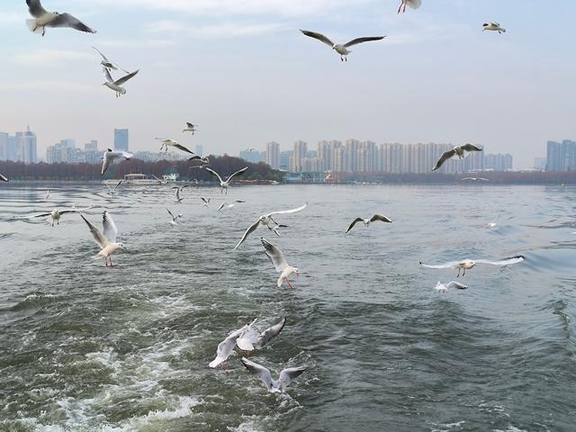 武汉东湖成红嘴鸥越冬新热点：数百只“追”着游船齐飞，景区旅游淡季逆袭为观鸥旺季
