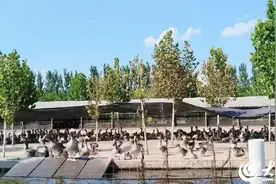 鱼台县朗德鹅唱响致富歌图片