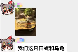 又来了！近期当心这个螺界“伪装者”……图片