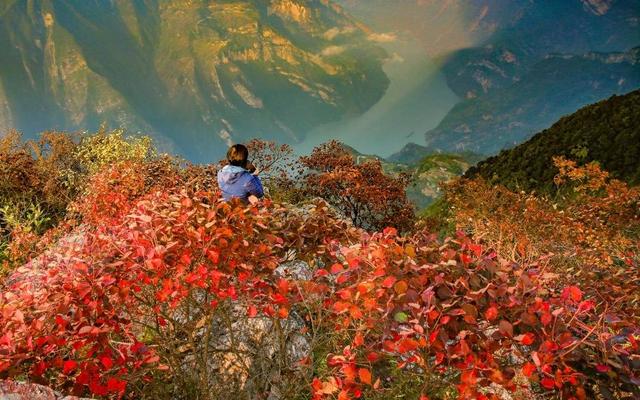 又到满山红叶时 第十九届重庆长江三峡（巫山）国际红叶节即将开幕