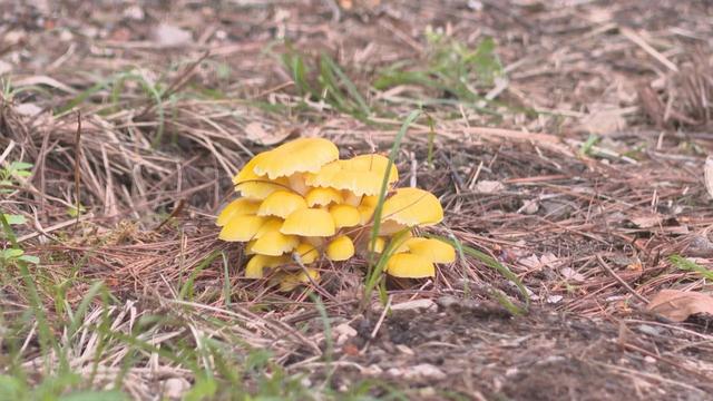 大理蝴蝶泉景区积极打造“采菌游”基地