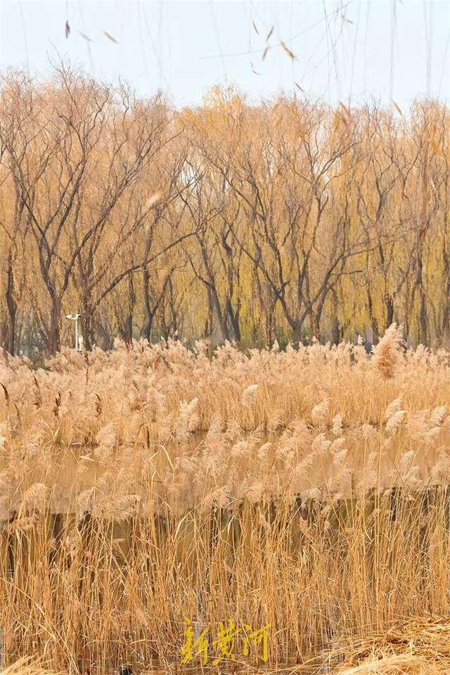 冬日芦苇别样美