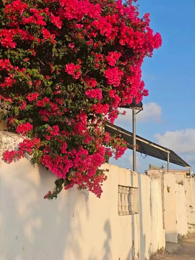 海口新晋打卡点？海口大同桥，因为TA火了→