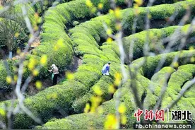 湖北夷陵：邓村春茶正飘香 采茶制茶产销忙图片