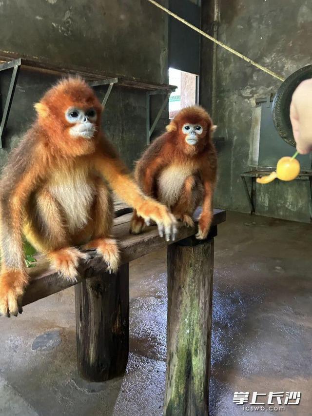 绿色出行快乐加倍，长沙生态动物园萌趣主题巴士正式运营