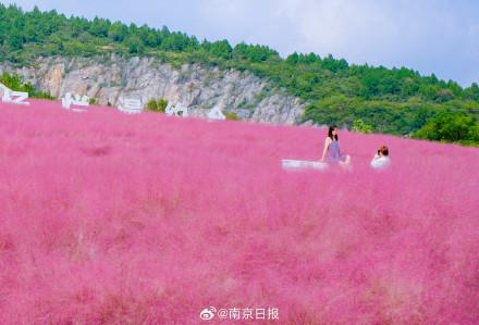 这样的浪漫花海，真的不来看看？