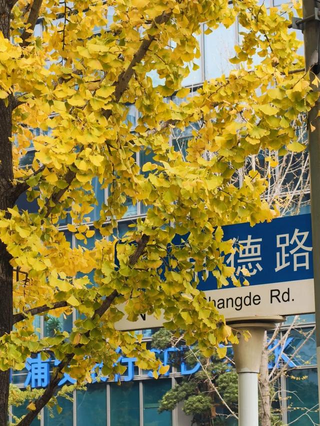 金色长廊加载中！静安这条道路银杏渐入佳境↑