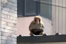 追踪报道 |  “大闹京城”的两只猕猴从何处来?图片