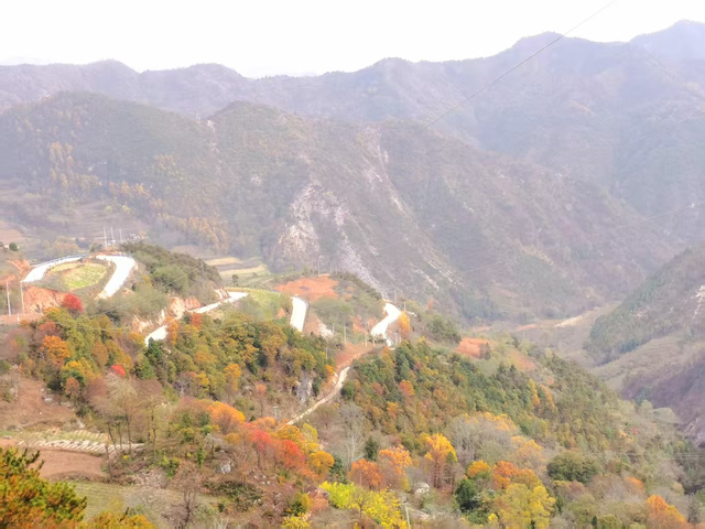 卢氏：枫叶红落叶黄 秋色浓好风光