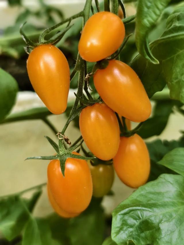 赏花撸萌宠、水果采摘、围炉煮茶……来珠海这里跨年，太精彩！