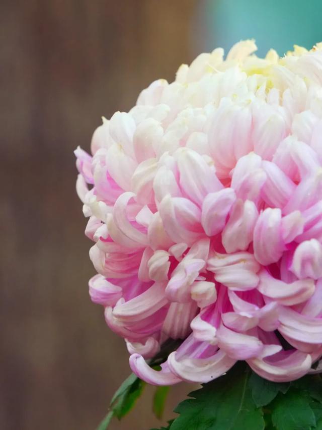 杨浦秋韵正浓 2025年上海菊花展闭幕倒计时！错过就要等明年！