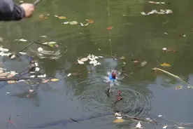 钓小龙虾的季节到了，有户外爱好者自制神器，几小时收获满满一桶图片