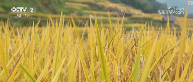 “田园风光+潮流玩法”成文旅融合新亮点 乡村旅游新消费活力十足