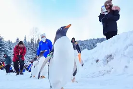 小企鹅闯入中国雪乡开启冰雪奇缘图片