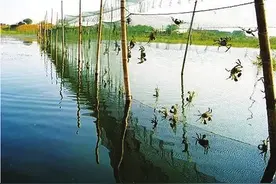 如何控制蟹塘绿藻图片