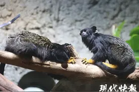 当沪籍“暖男”遇见金陵“女汉子”，两只赤掌𤟠跨越300公里的爱情故事图片