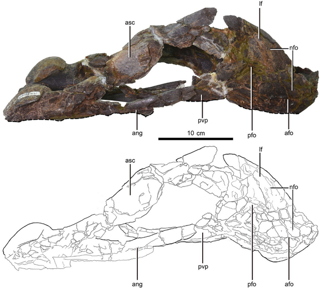灵魂干饭“龙”从来不挑食？它的秘密全都写在下巴上了！