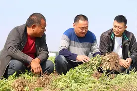 卫辉：3.3万亩花生喜获丰收图片