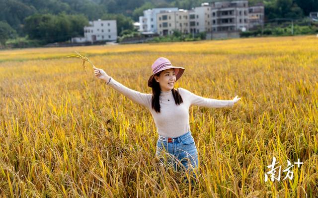 信宜北界：千亩稻田翻金浪，深秋乡村入画来