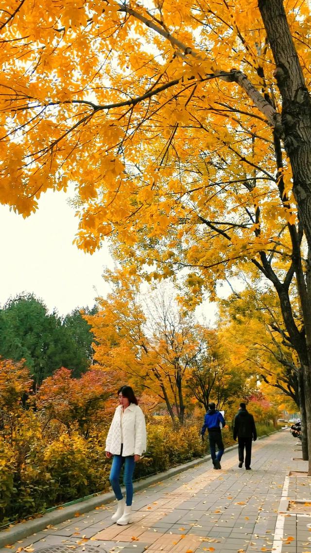 黄金大道秋意浓，石景山这条路进入最佳观赏期！