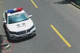 “小狗”跑到警车下乘凉：看起来像熊猫，没想到是“熊猫狐狸”图片